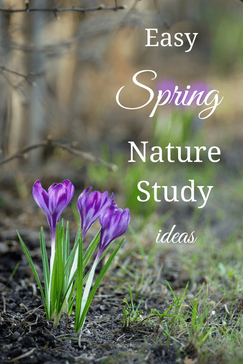 Easy Spring Nature Study Ideas Easy Spring Nature Study Ideas