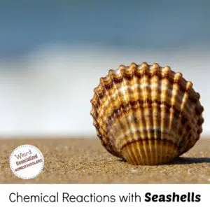 seashell