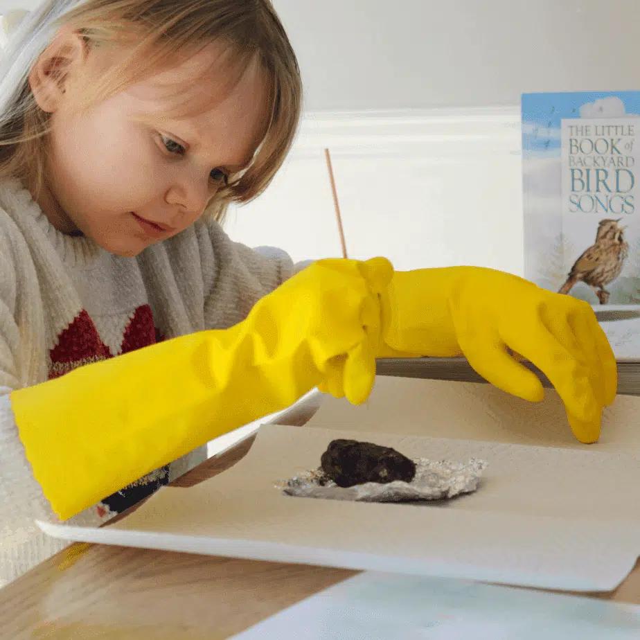 An Easy Hands-On Bird Study for Your Homeschool