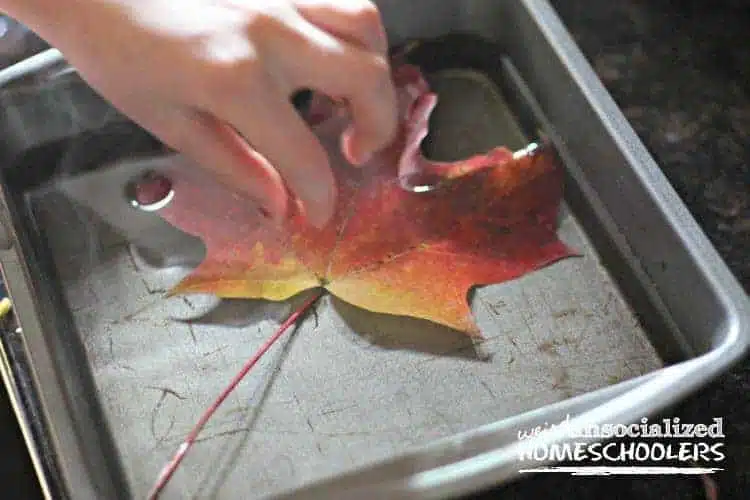 preserving fall leaves with glycerin preserving fall leaves with glycerin