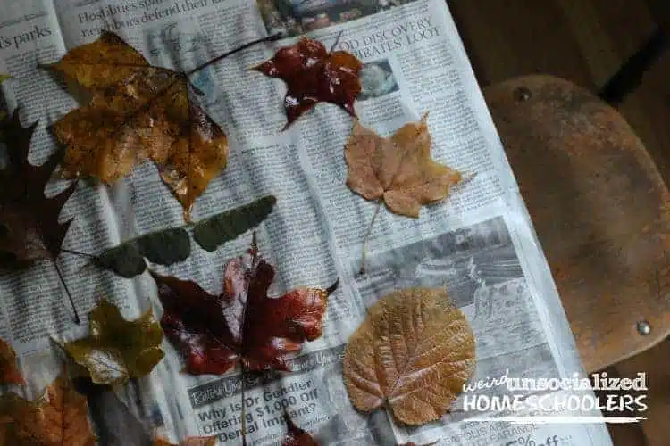 tips for preserving fall leaves tips for preserving fall leaves