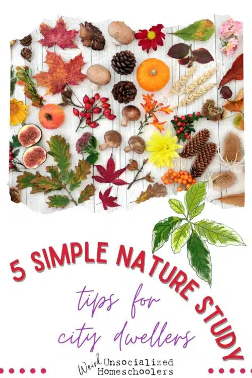 No matter where you live, there are nature study opportunities that are sure to be available. Here are some ideas even if you live somewhere that seems extremely unconducive to regular nature study, there are ways to ensure that it happens.