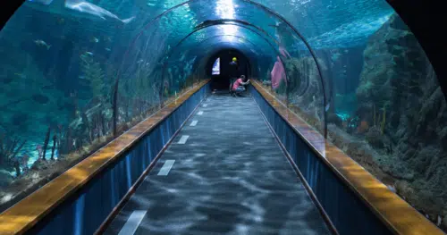 winter field trips - aquarium