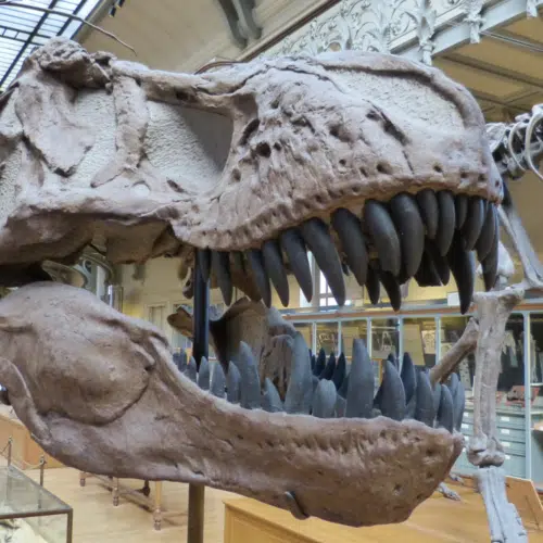 winter field trips - dinosaur model